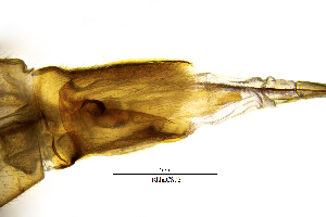 ( - RhhaCS)  @11 [ ] by (2025) Omar Lodovici Museo Civico Scienze Naturali Bergamo