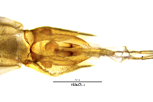  ( - RhhaCS)  @11 [ ] by (2025) Omar Lodovici Museo Civico Scienze Naturali Bergamo