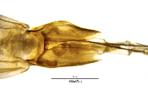  ( - RhhaCS)  @11 [ ] by (2025) Omar Lodovici Museo Civico Scienze Naturali Bergamo