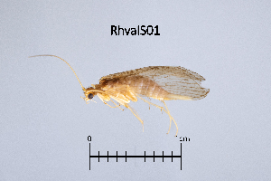  ( - RhvaIS)  @11 [ ] by (2025) Omar Lodovici Museo Civico Scienze Naturali Bergamo