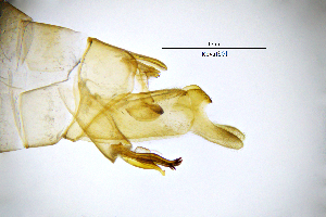  ( - RhvaIS)  @11 [ ] by (2025) Omar Lodovici Museo Civico Scienze Naturali Bergamo