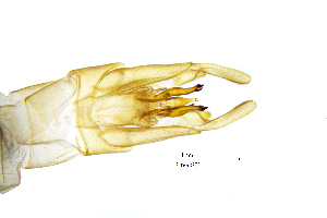  ( - RhvaIS)  @11 [ ] by (2025) Omar Lodovici Museo Civico Scienze Naturali Bergamo