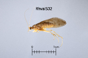  ( - RhvaIS)  @11 [ ] by (2025) Omar Lodovici Museo Civico Scienze Naturali Bergamo