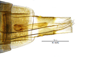  ( - RhvaIS)  @11 [ ] by (2025) Omar Lodovici Museo Civico Scienze Naturali Bergamo