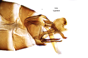  ( - SeitFR)  @11 [ ] by (2025) Omar Lodovici Museo Civico Scienze Naturali Bergamo