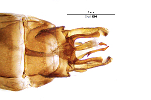  ( - SeitFR)  @11 [ ] by (2025) Omar Lodovici Museo Civico Scienze Naturali Bergamo