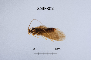  ( - SeitFR)  @11 [ ] by (2025) Omar Lodovici Museo Civico Scienze Naturali Bergamo