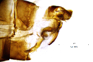  ( - SeitFR)  @11 [ ] by (2025) Omar Lodovici Museo Civico Scienze Naturali Bergamo