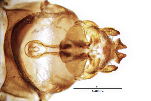  ( - SeitFR)  @11 [ ] by (2025) Omar Lodovici Museo Civico Scienze Naturali Bergamo