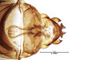  ( - SeitFR)  @11 [ ] by (2025) Omar Lodovici Museo Civico Scienze Naturali Bergamo