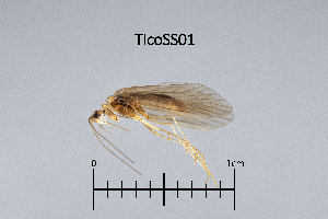  ( - TicoSS)  @11 [ ] by (2025) Omar Lodovici Museo Civico Scienze Naturali Bergamo