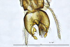  ( - TicoSS)  @11 [ ] by (2025) Omar Lodovici Museo Civico Scienze Naturali Bergamo