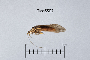  ( - TicoSS)  @11 [ ] by (2025) Omar Lodovici Museo Civico Scienze Naturali Bergamo