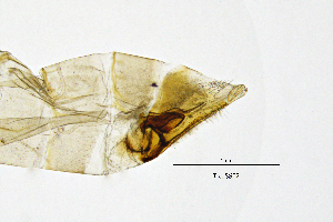 ( - TicoSS)  @11 [ ] by (2025) Omar Lodovici Museo Civico Scienze Naturali Bergamo