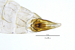  ( - TicoSS)  @11 [ ] by (2025) Omar Lodovici Museo Civico Scienze Naturali Bergamo