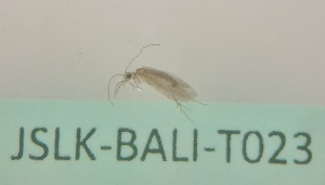  ( - JSLK-BALI-T023)  @11 [ ] by-nc (2020) Juha Salokannel University of Oulu