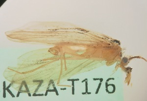  (Lepidostoma relictum - JSLK-KAZA-T176)  @11 [ ] CreativeCommons - Attribution Non-Commercial (2019) Juha Salokannel University of Oulu