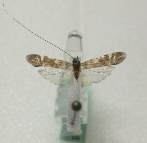  (Ceraclea lepidopterella - JSLK-NAMI-T018)  @11 [ ] by-nc (2020) Juha Salokannel University of Oulu