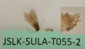  ( - JSLK-SULA-T055-2)  @11 [ ] by-nc (2020) Juha Salokannel University of Oulu