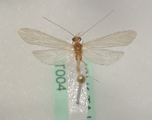  (Potamyia straminea - JSLK-TAJI-T004)  @11 [ ] CreativeCommons - Attribution Non-Commercial (2018) Juha Salokannel University of Oulu