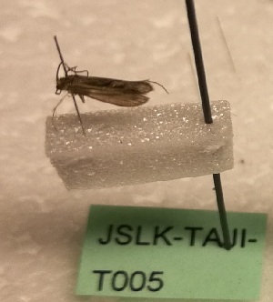  (Psychomyia usitata - JSLK-TAJI-T005)  @11 [ ] CreativeCommons - Attribution Non-Commercial (2018) Juha Salokannel University of Oulu