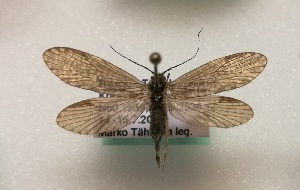  (Rhyacophila egijnica - JSLK-TBAI-T008)  @11 [ ] CreativeCommons - Attribution Non-Commercial (2018) Juha Salokannel University of Oulu