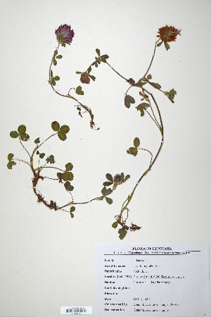  (Trifolium pratense - CP0007797)  @11 [ ] CreativeCommons  Attribution Non-Commercial No Derivatives (2020) Herbarium C Natural History Museum of Denmark