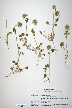  (Trifolium stellatum - CP0008614)  @11 [ ] CreativeCommons  Attribution Non-Commercial No Derivatives (2020) Herbarium C Natural History Museum of Denmark