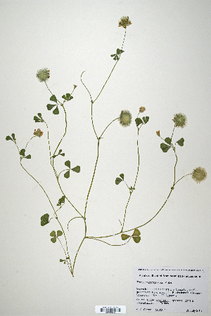  (Trifolium batmanicum - CP0010646)  @11 [ ] CreativeCommons  Attribution Non-Commercial No Derivatives (2020) Herbarium C Natural History Museum of Denmark