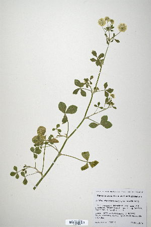  (Trifolium nigrescens ssp. petrisavii - CP0010659)  @11 [ ] CreativeCommons  Attribution Non-Commercial No Derivatives (2020) Herbarium C Natural History Museum of Denmark