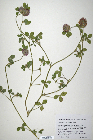  (Trifolium pallidum - CP0010661)  @11 [ ] CreativeCommons  Attribution Non-Commercial No Derivatives (2020) Herbarium C Natural History Museum of Denmark