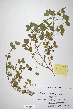  (Trifolium acaule - CP0014667)  @11 [ ] CreativeCommons  Attribution Non-Commercial No Derivatives (2020) Herbarium C Natural History Museum of Denmark