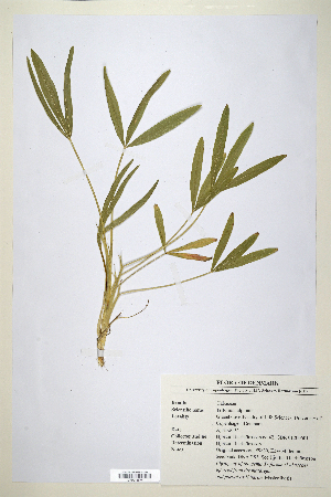  (Trifolium alpinum - CP0014674)  @11 [ ] CreativeCommons  Attribution Non-Commercial No Derivatives (2020) Herbarium C Natural History Museum of Denmark