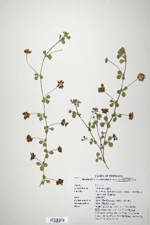  (Trifolium amabile - CP0014676)  @11 [ ] CreativeCommons  Attribution Non-Commercial No Derivatives (2020) Herbarium C Natural History Museum of Denmark