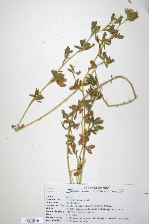  (Trifolium aureum - CP0014678)  @11 [ ] CreativeCommons  Attribution Non-Commercial No Derivatives (2020) Herbarium C Natural History Museum of Denmark