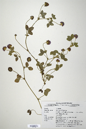 (Trifolium bilineatum - CP0014679)  @11 [ ] CreativeCommons  Attribution Non-Commercial No Derivatives (2020) Herbarium C Natural History Museum of Denmark