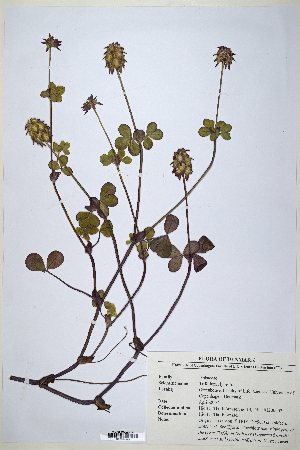  (Trifolium clypeatum - CP0014682)  @11 [ ] CreativeCommons  Attribution Non-Commercial No Derivatives (2020) Herbarium C Natural History Museum of Denmark