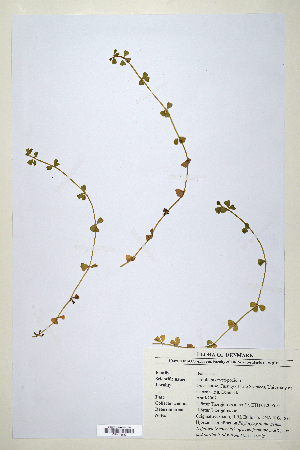  (Trifolium cryptopodium - CP0014683)  @11 [ ] CreativeCommons  Attribution Non-Commercial No Derivatives (2020) Herbarium C Natural History Museum of Denmark