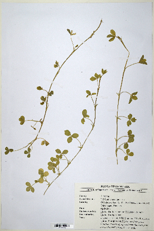  (Trifolium cheranganiense - CP0014684)  @11 [ ] CreativeCommons  Attribution Non-Commercial No Derivatives (2020) Herbarium C Natural History Museum of Denmark