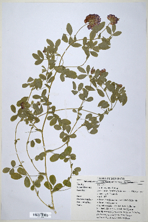  (Trifolium grandiflorum - CP0014687)  @11 [ ] CreativeCommons  Attribution Non-Commercial No Derivatives (2020) Herbarium C Natural History Museum of Denmark