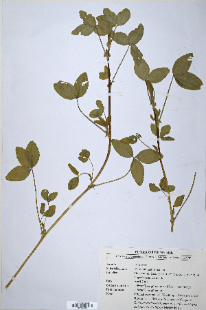  (Trifolium mattirolianum - CP0014693)  @11 [ ] CreativeCommons  Attribution Non-Commercial No Derivatives (2020) Herbarium C Natural History Museum of Denmark