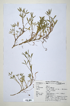  (Trifolium multinerve - CP0014697)  @11 [ ] CreativeCommons  Attribution Non-Commercial No Derivatives (2020) Herbarium C Natural History Museum of Denmark