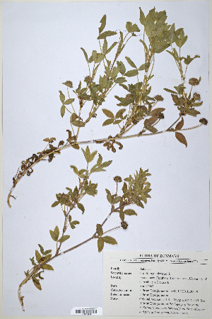  (Trifolium pichisermollii - CP0014699)  @11 [ ] CreativeCommons  Attribution Non-Commercial No Derivatives (2020) Herbarium C Natural History Museum of Denmark