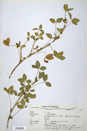  (Trifolium polystichum - CP0014700)  @11 [ ] CreativeCommons  Attribution Non-Commercial No Derivatives (2020) Herbarium C Natural History Museum of Denmark