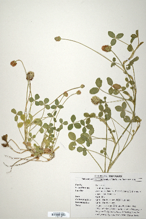  (Trifolium physodes - CP0014703)  @11 [ ] CreativeCommons  Attribution Non-Commercial No Derivatives (2020) Herbarium C Natural History Museum of Denmark