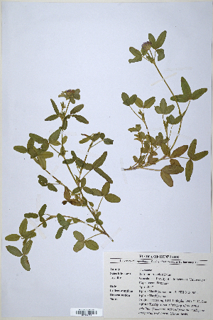  (Trifolium pseudostriatum - CP0014704)  @11 [ ] CreativeCommons  Attribution Non-Commercial No Derivatives (2020) Herbarium C Natural History Museum of Denmark