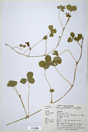  (Trifolium purseglovei - CP0014705)  @11 [ ] CreativeCommons  Attribution Non-Commercial No Derivatives (2020) Herbarium C Natural History Museum of Denmark