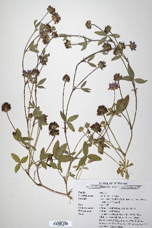  (Trifolium quartinianum - CP0014710)  @11 [ ] CreativeCommons  Attribution Non-Commercial No Derivatives (2020) Herbarium C Natural History Museum of Denmark