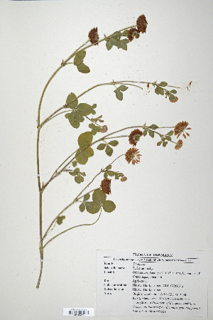  (Trifolium rusbyi - CP0014712)  @11 [ ] CreativeCommons  Attribution Non-Commercial No Derivatives (2020) Herbarium C Natural History Museum of Denmark