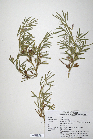  (Trifolium schimperi - CP0014714)  @11 [ ] CreativeCommons  Attribution Non-Commercial No Derivatives (2020) Herbarium C Natural History Museum of Denmark